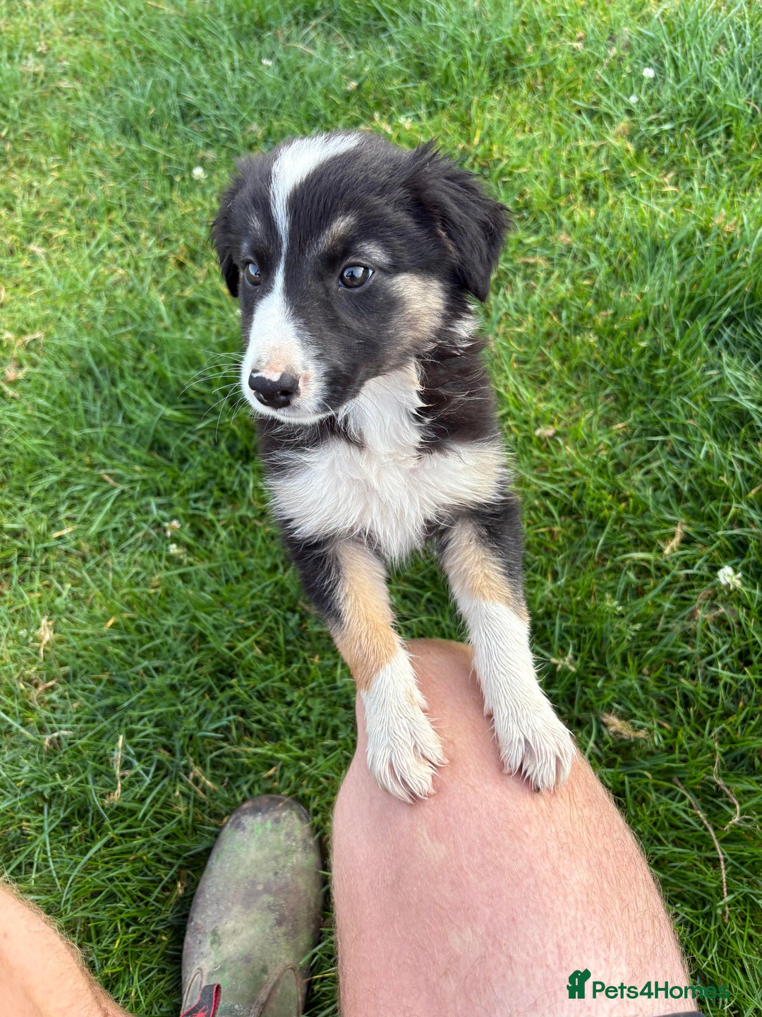 Welsh Collie dogs for sale: Stunning Welsh Border Collie Puppies – Rare Colour - Image 10