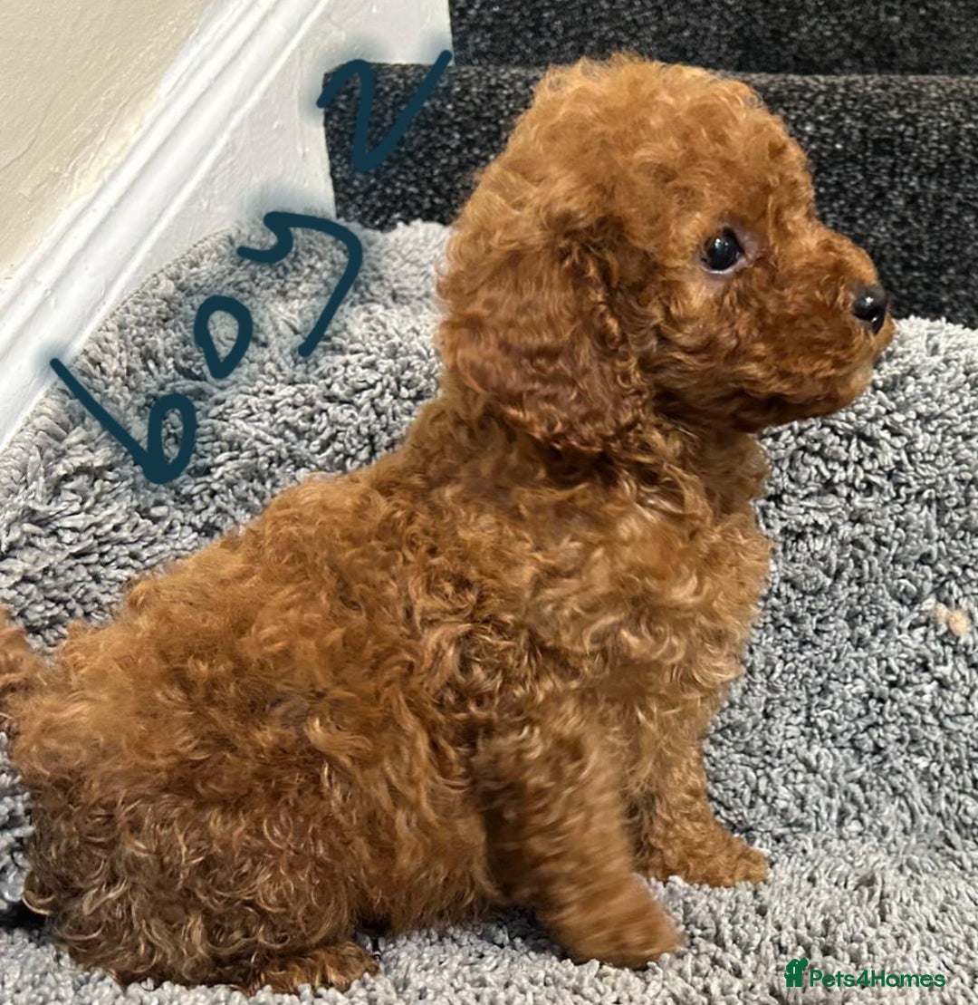 Cavapoo dogs for sale: Cavapoo puppies 🐶 FULLY HEALTH TESTED✅️  - Image 2