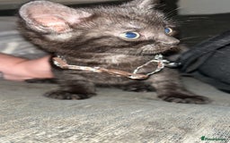 Mixed Breed cats for sale: 3 beautiful kittens for sale - Image 4