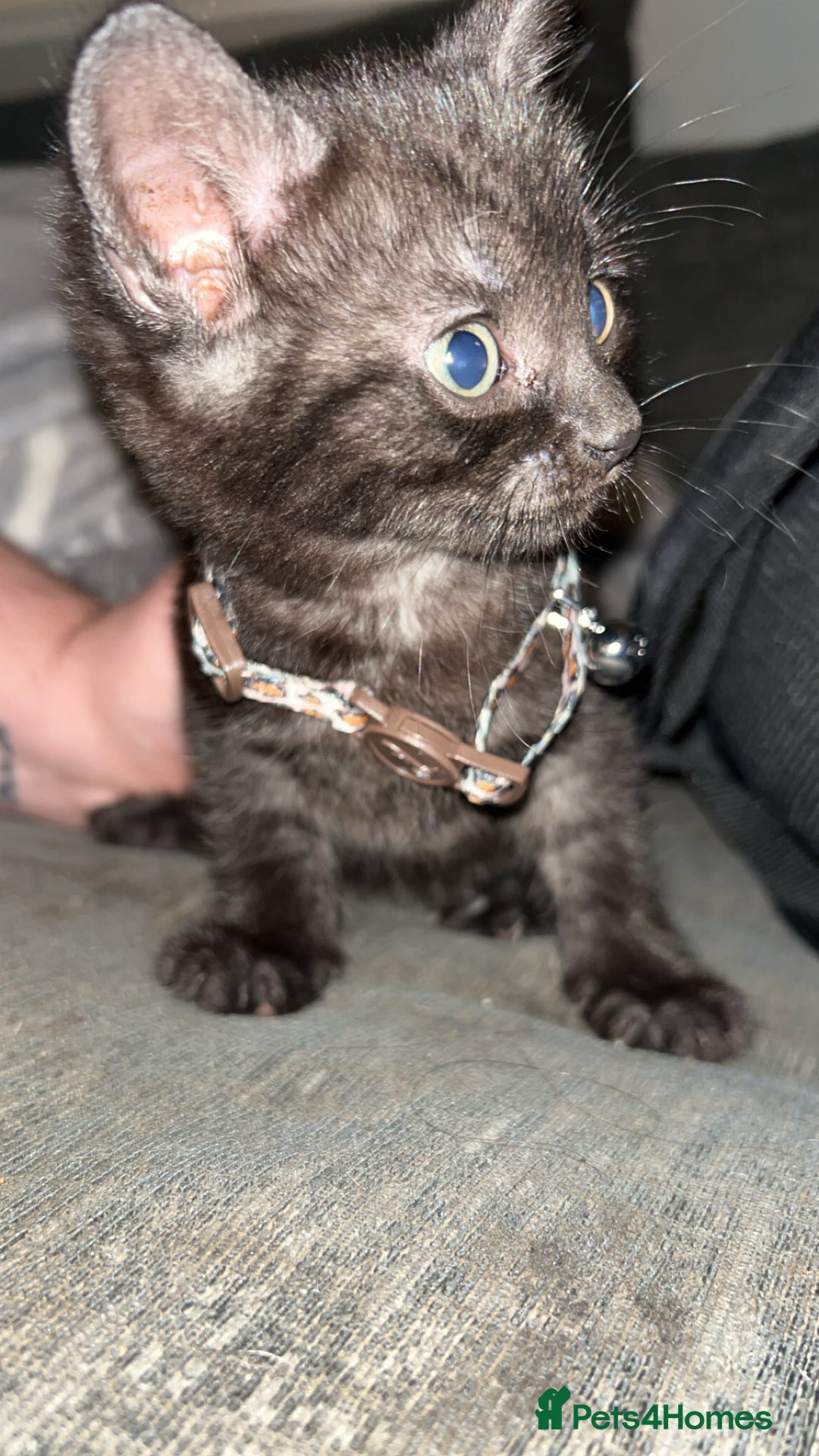 Mixed Breed cats for sale: 3 beautiful kittens for sale - Image 4