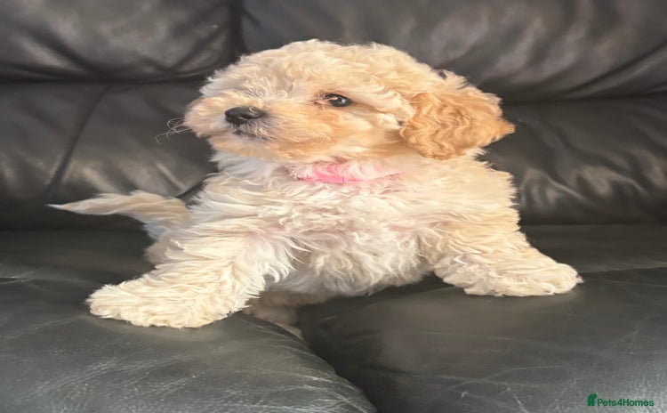 Poochon dogs - Advert 1