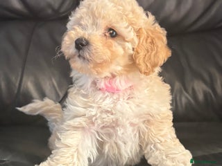 Poochon dogs - Advert 29