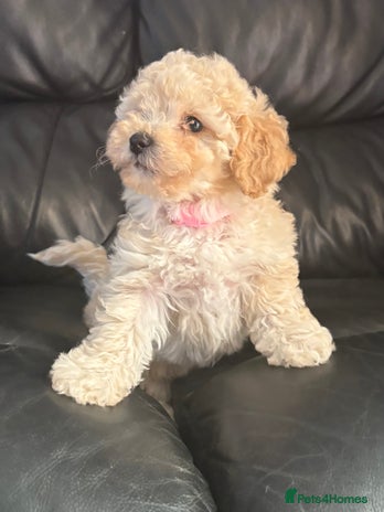 Poochon dogs - Advert 13