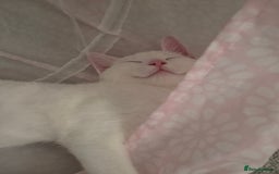 Turkish Angora cats for sale: Snowflake  - Image 8