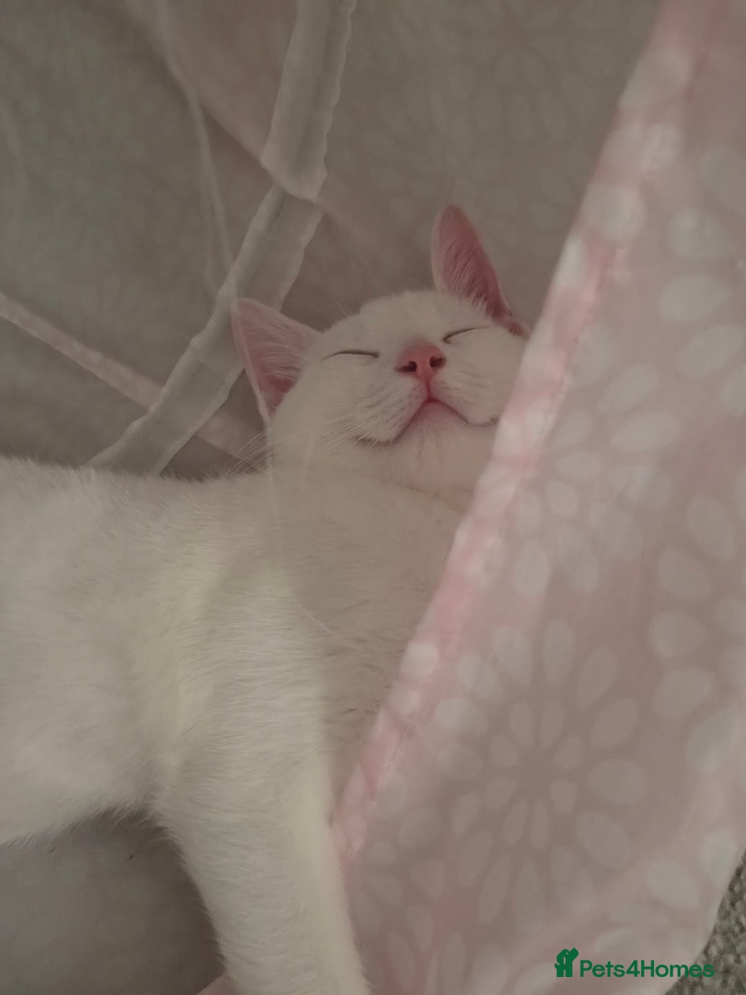 Turkish Angora cats for sale: Snowflake  - Image 8