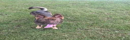 German Shepherd dogs for sale: Liver German shepherd  in Leicester - Advert 4