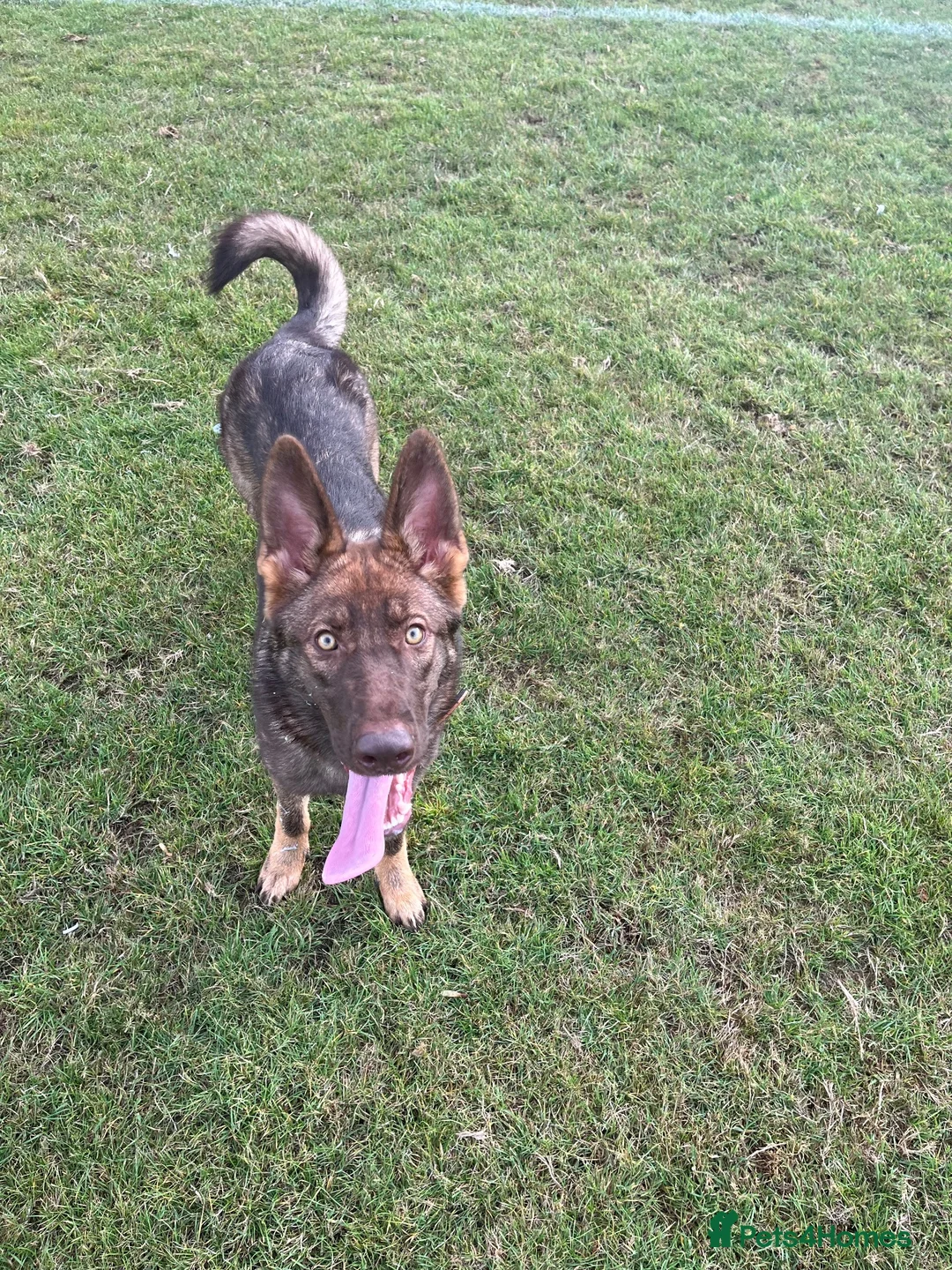 German Shepherd dogs for sale: Liver German shepherd  in Leicester - Advert 4