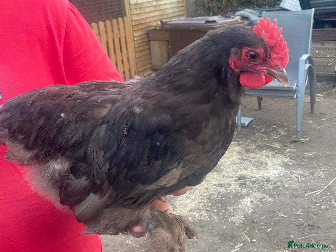 Chickens poultry for sale: Pekin bantam cockerels - Image 3