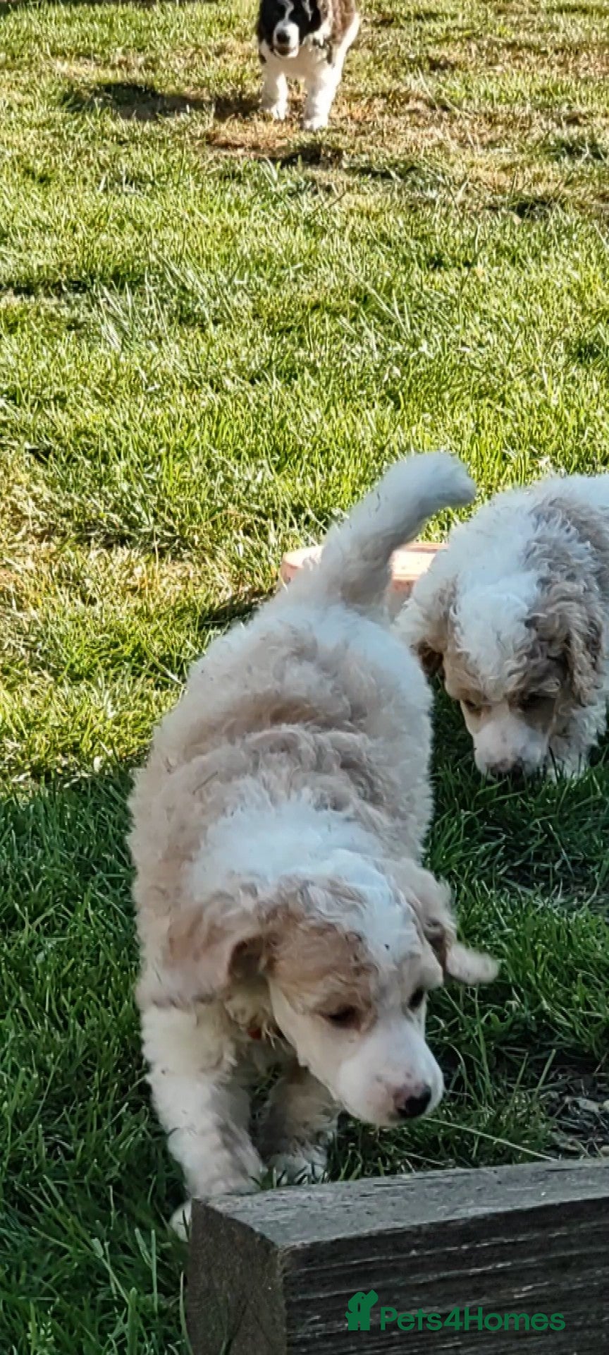 Standard Poodle dogs Elite KC Standard Parti Poodle Pups - Advert 2