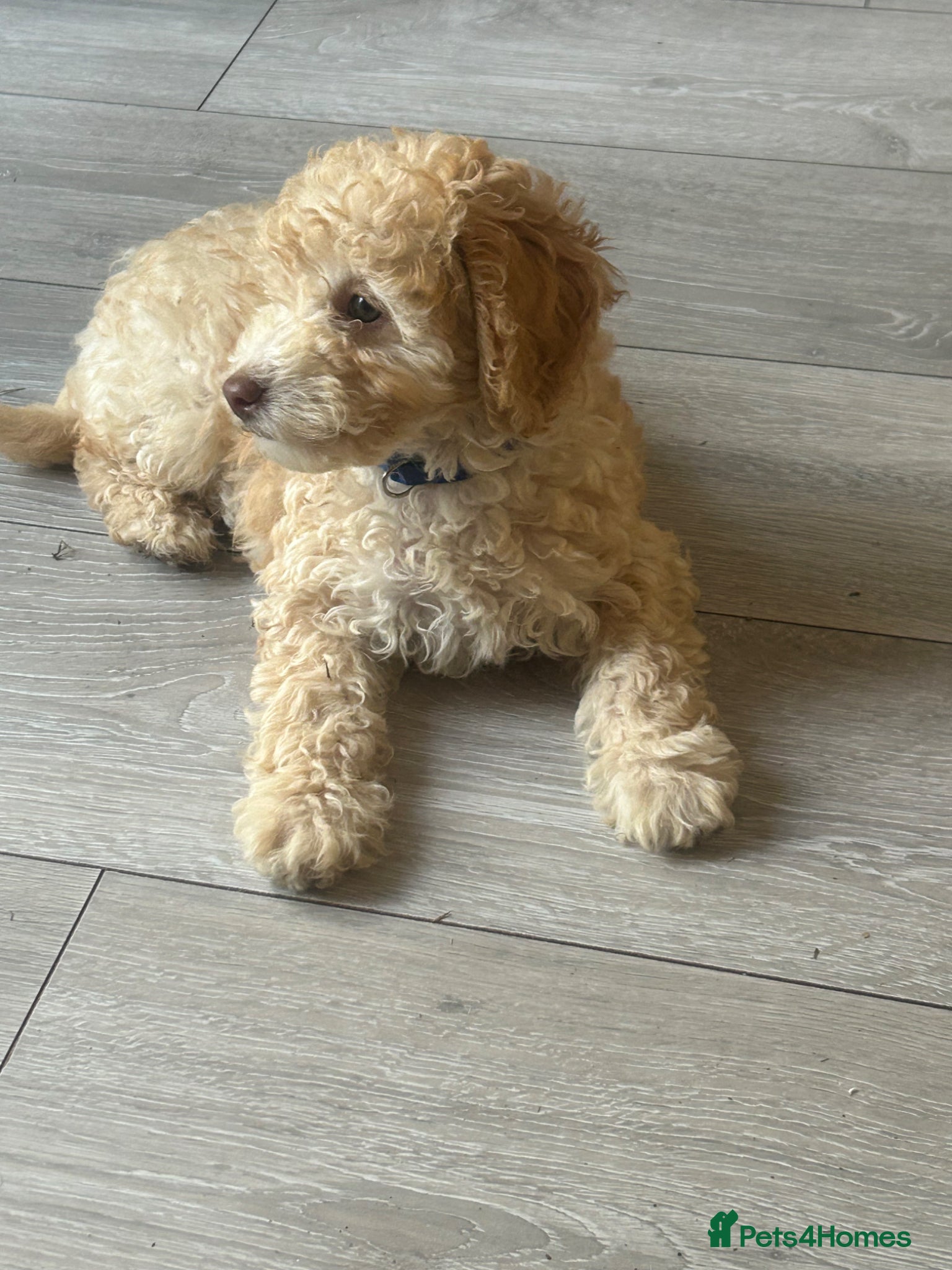 Poodle dogs Miniature golden puppy - Advert 2