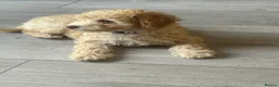 Poodle dogs for sale: Miniature golden puppy - Advert 1