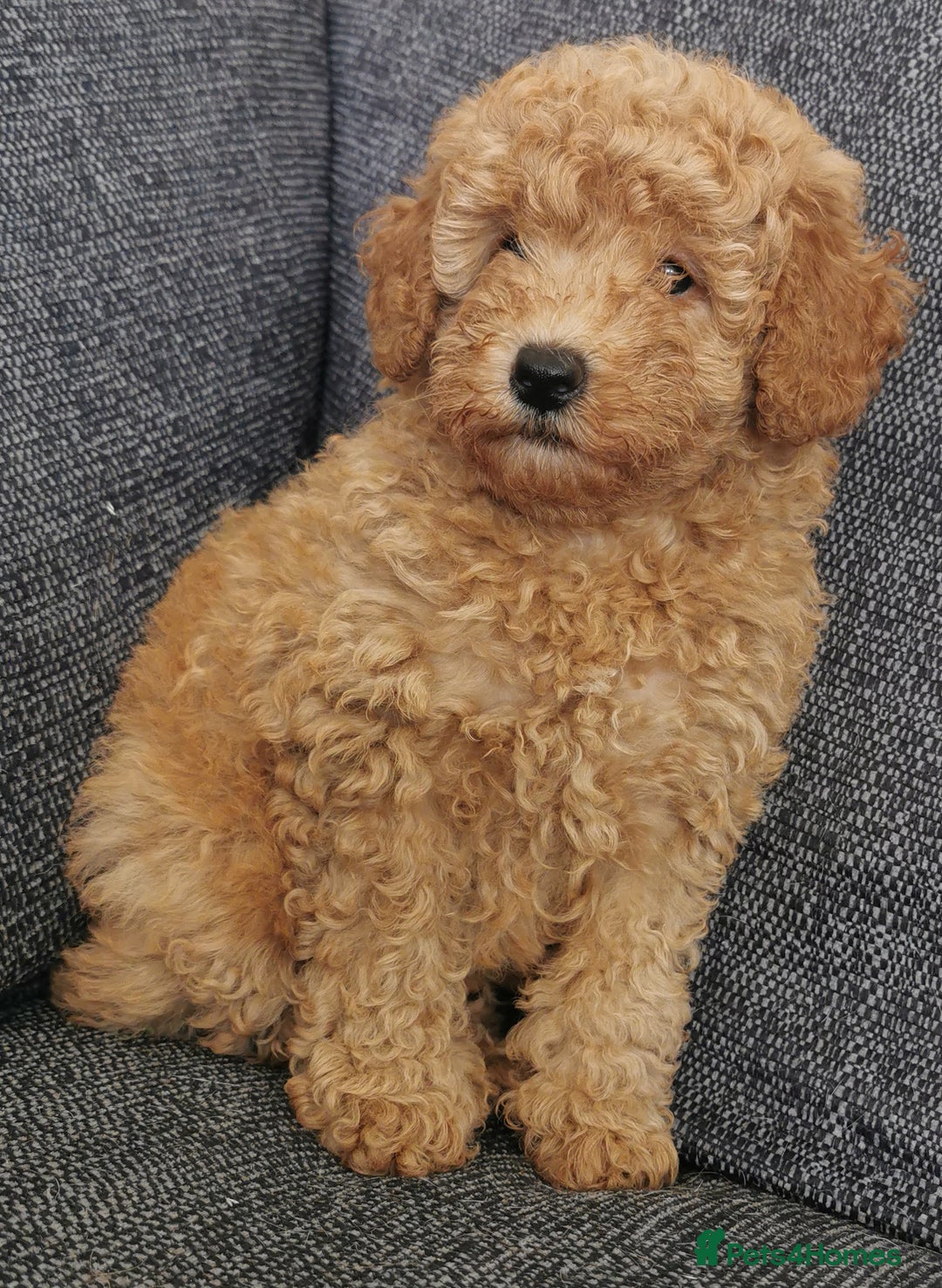 Toy Poodle dogs for sale: Outstanding quality KC Reg Toy poodle puppies  - Image 4