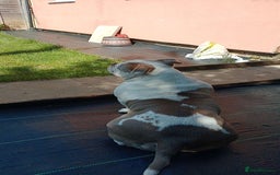 American Bully dogs for sale: MICRO POCKET BULLY  - Image 2