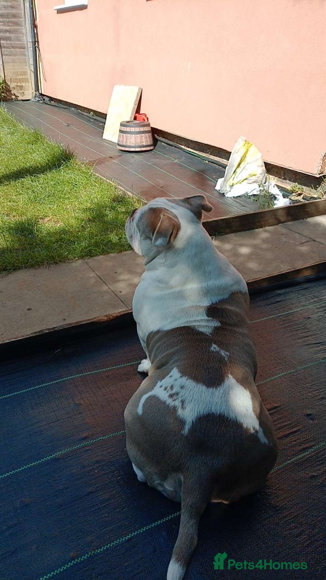 American Bully dogs for sale: MICRO POCKET BULLY  - Image 2