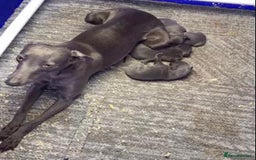 Whippet dogs for sale: KC whippets  - Image 2