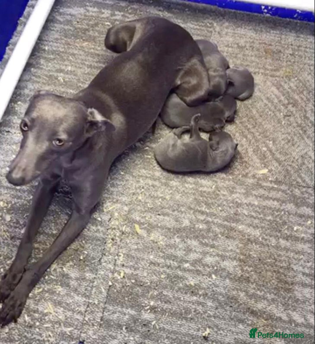 Whippet dogs for sale: KC whippets  - Image 2