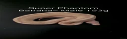Python Snake reptiles for sale: Juvenile Ball Pythons in Manchester - Advert 4