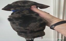 Miniature Dachshund dogs for sale: KC Registered shorthaired minature Daschunds pups - Image 7