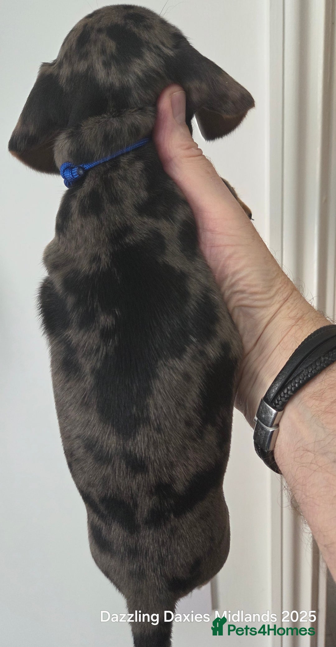 Miniature Dachshund dogs for sale: KC Registered shorthaired minature Daschunds pups - Image 7