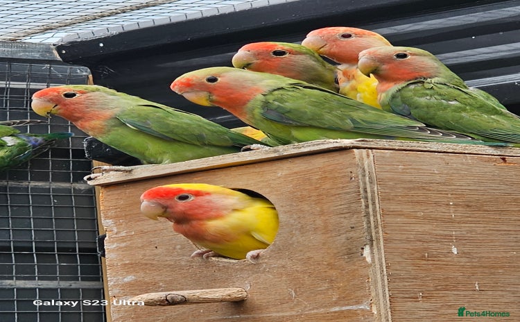 Lovebirds birds - Advert 6