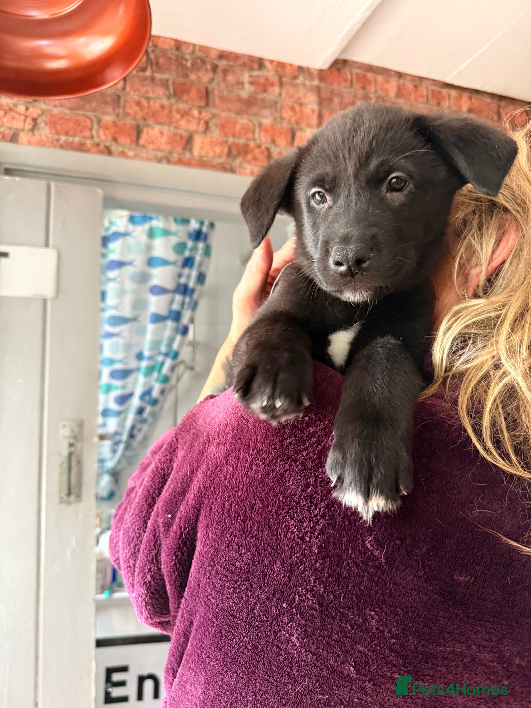 Mixed Breed dogs for sale: Labrakita - Image 22