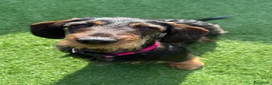 Dachshund 1