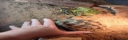 Hermann Tortoise reptiles for sale: Male Hermann Tortoise  - Advert 6