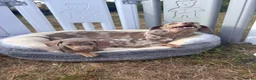 Miniature Dachshund dogs for sale: Miniature dachshund puppies  - Advert 12