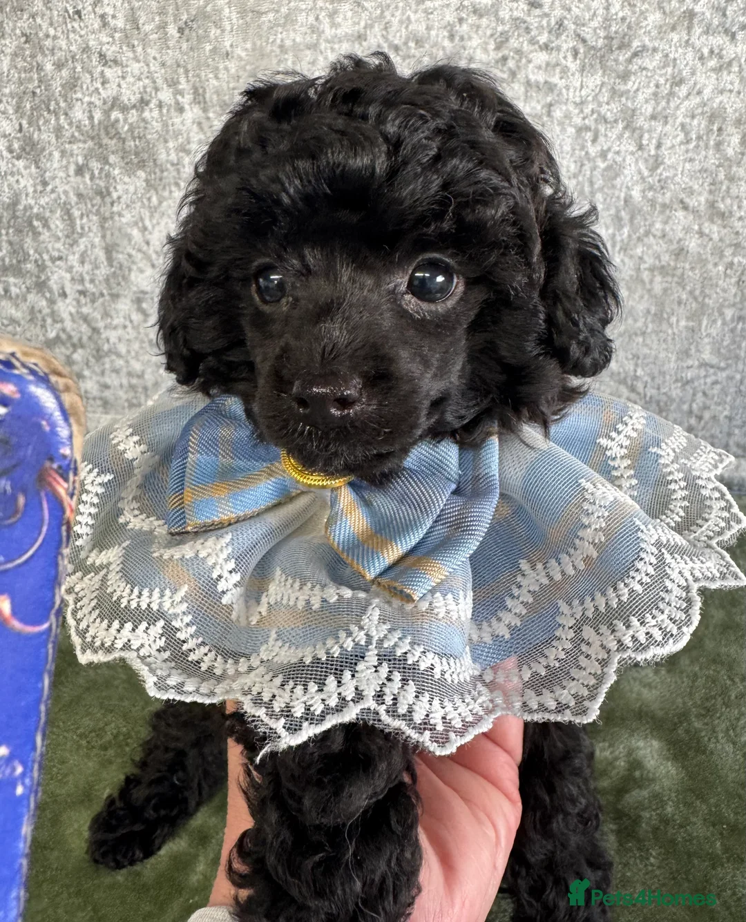 Toy Poodle dogs for sale: Toy poodle x Asian  - Advert 7