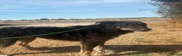 Mixed Breed dogs for adoption: Daniel - Ipswich Suffolk  in Ipswich - Advert 17