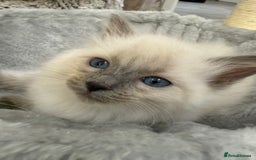 Ragdoll cats for sale: 3 fluffy fluff balls of Ragdoll… 07508 297567 - Image 7
