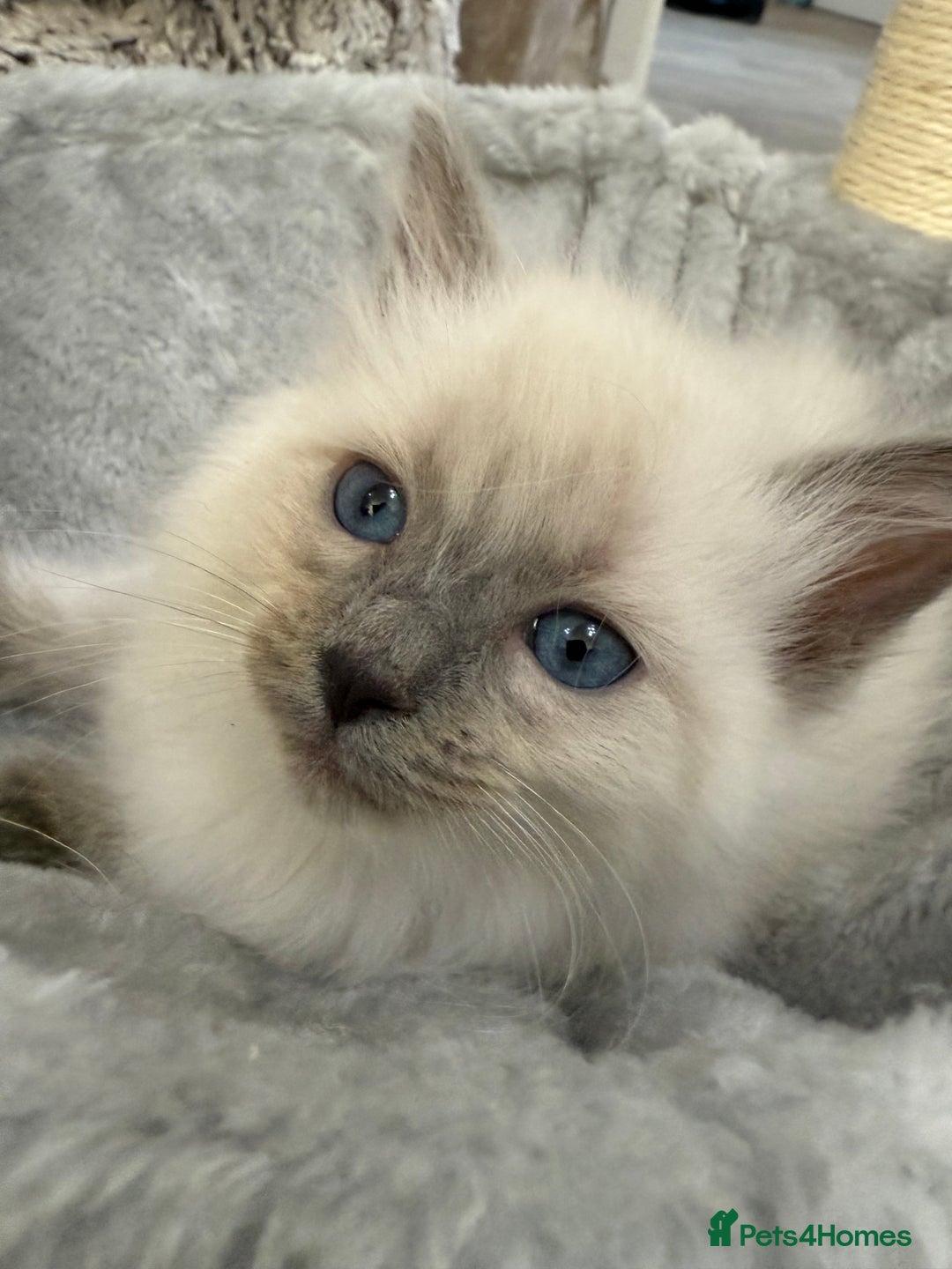 Ragdoll cats for sale: 3 fluffy fluff balls of Ragdoll… 07508 297567 - Image 7