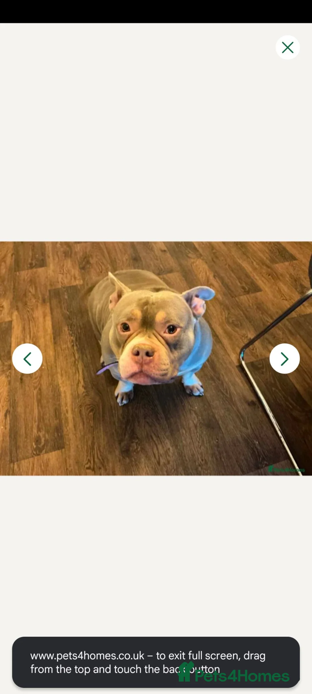 American Bulldog dogs for sale: Female pocket bully - Advert 6