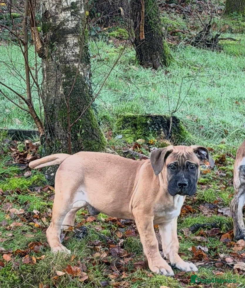 Boerboel dogs Fantastic male Boerboel pups - Advert 1