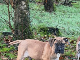 Boerboel dogs Fantastic male Boerboel pups - Advert 5