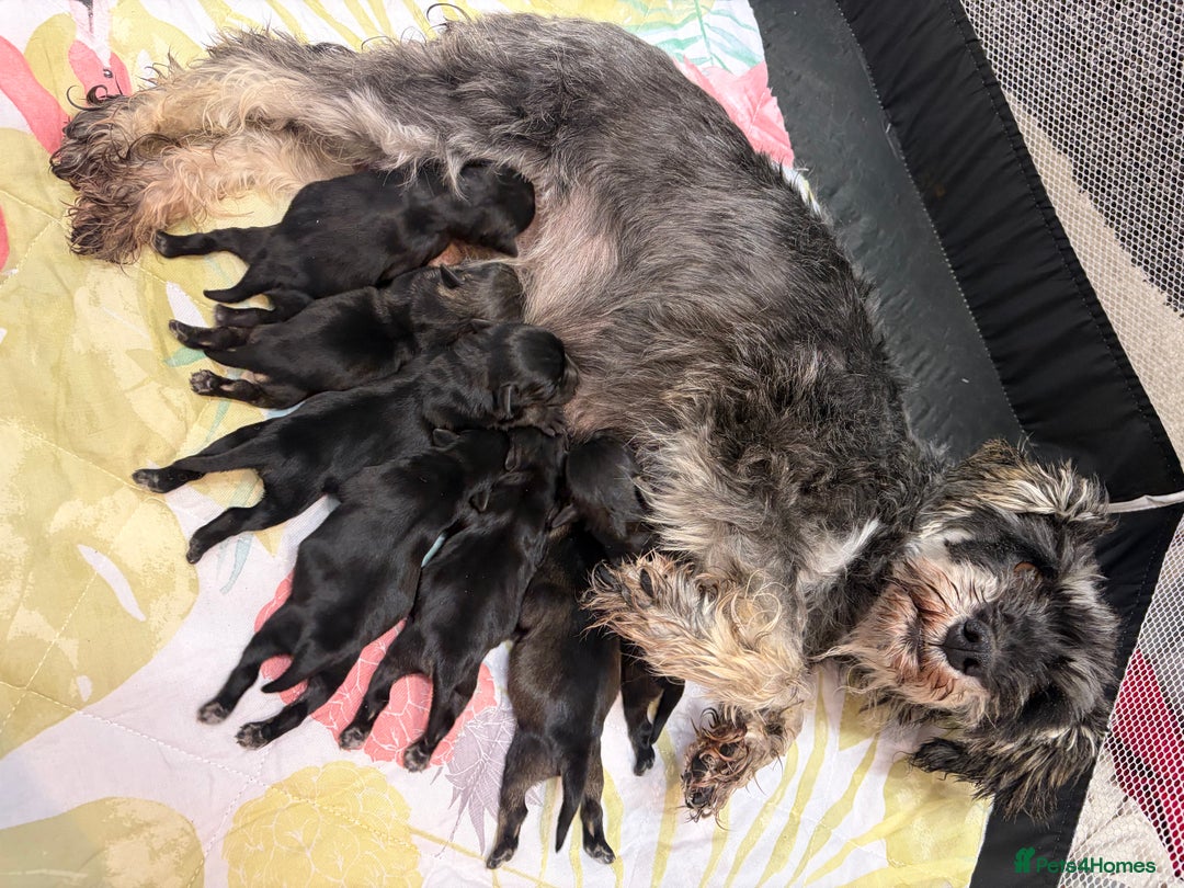 Miniature Schnauzer dogs for sale: Miniature schnauzers  - Advert 1