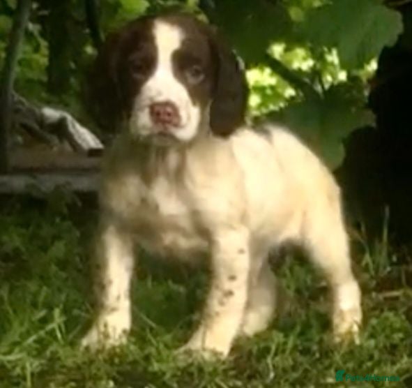 English Springer Spaniel dogs English Springer Spaniel pups for sale! - Advert 15