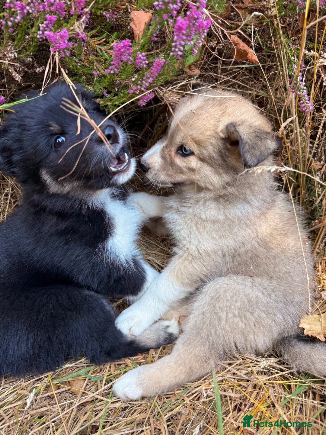 Pomsky dogs for sale: F4❗️READY 🏡 (brown/ bi eyed) REDUCED 💫  - Image 5