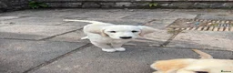 Golden Retriever dogs for sale: Puppies ready for loving forever homes - Advert 7