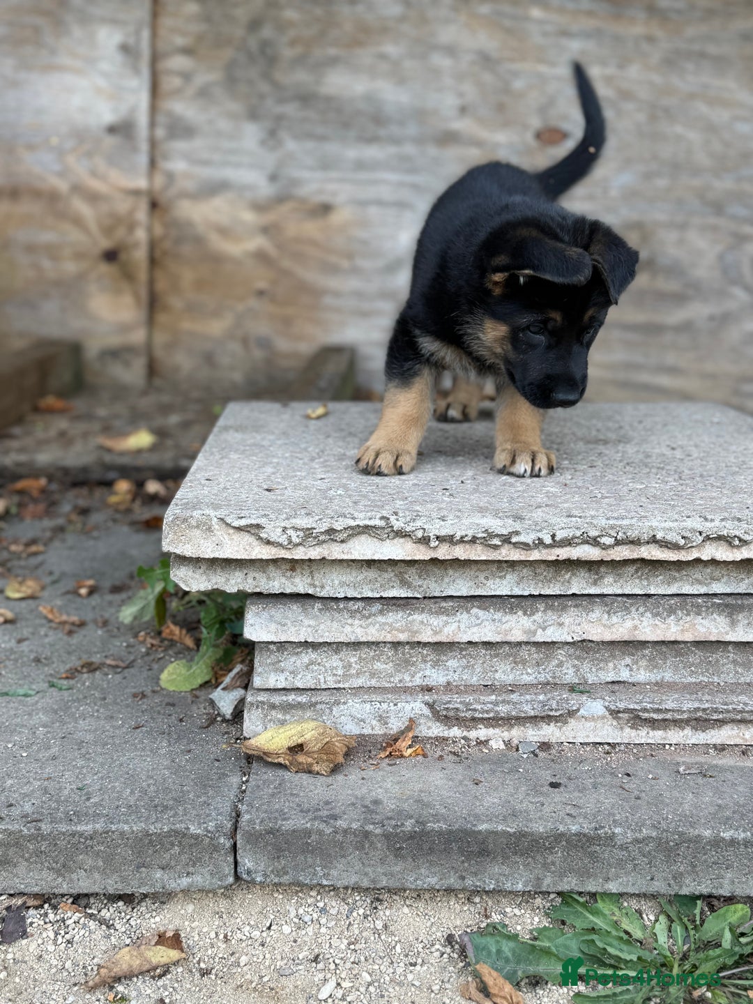 German Shepherd dogs for sale: 1 KC reg Quality Showline female puppy available  - Image 9