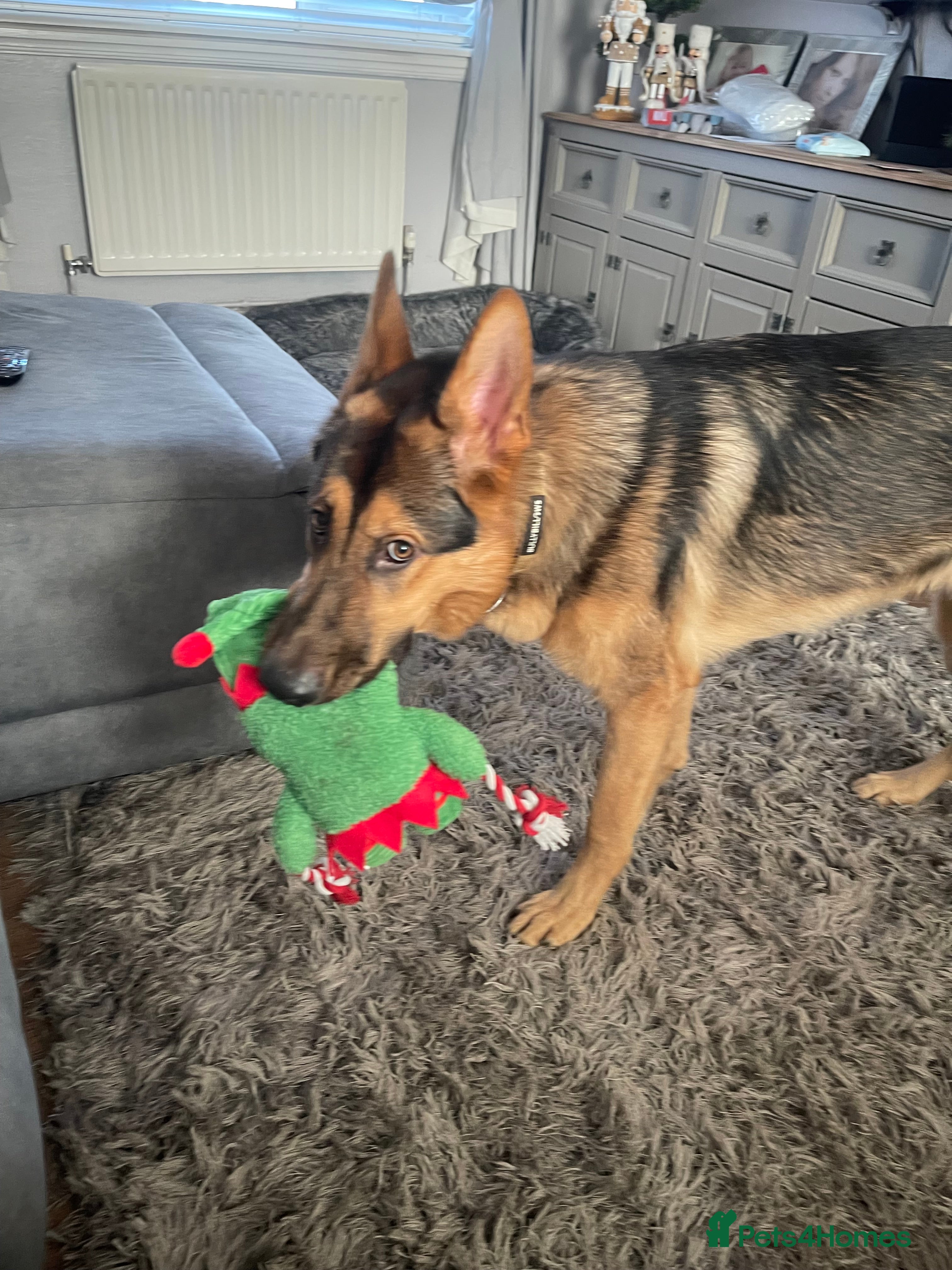 German Shepherd dogs German shepherd puppies for sale  - Advert 8