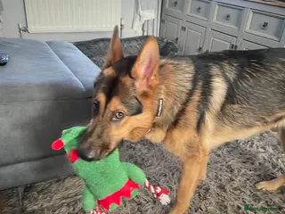 German Shepherd dogs German shepherd puppies for sale - Advert 8