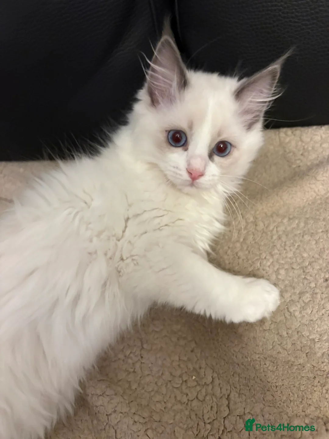 Ragdoll cats for sale: White Female Ragdoll for sale - Advert 8