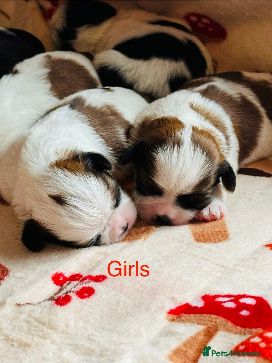 Shih Tzu dogs for sale: Shih tzu puppies - Image 7