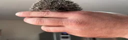 Pygmy Hedgehog rodents for sale: 8 week old pygmy Hedgehogs - Advert 7