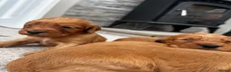 Cocker Spaniel dogs for sale: Outstanding Boys - Advert 4