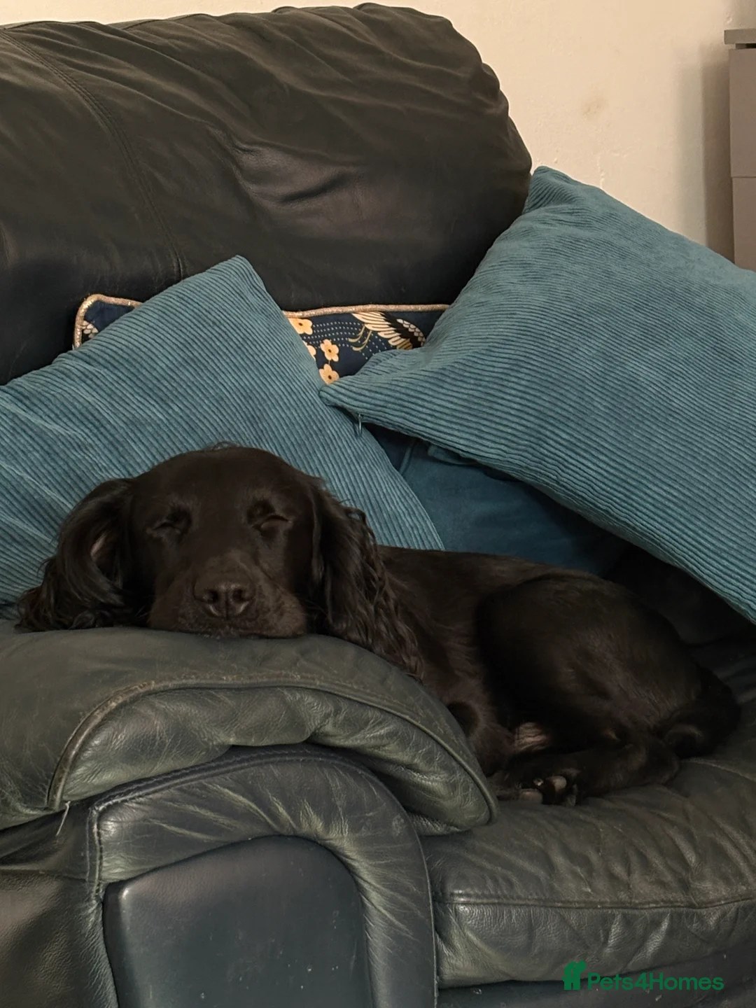 Cocker Spaniel dogs for sale: Cocker spaniel - Advert 4