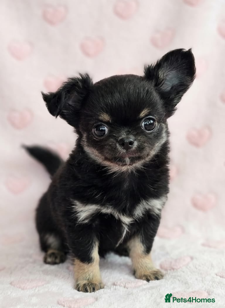 Chihuahua dogs AMAZING LONGCOAT CHIHUAHUA PUPPIES  - Advert 1