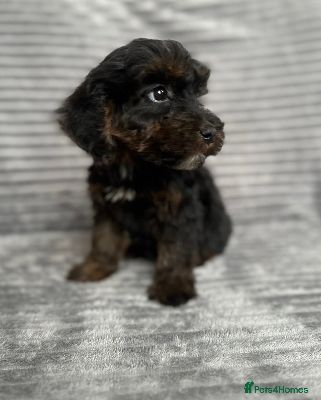 Cockapoo dogs for sale: Adorable Cockapoos looking for forever homes - Image 11