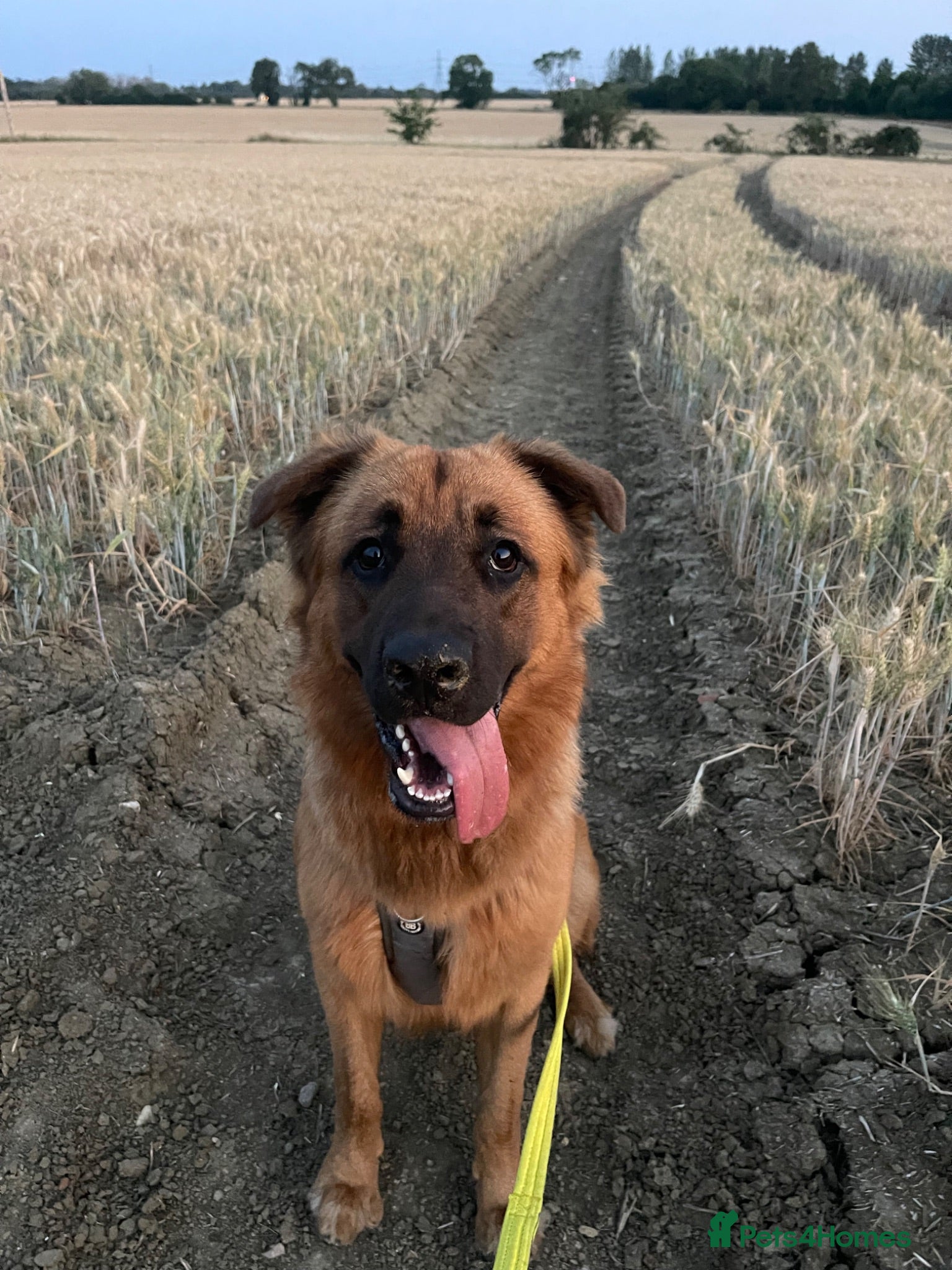 Mixed Breed dogs Bull Mastiff cross German Shepard Boy - Advert 14